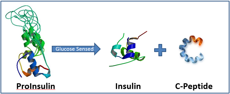 Hình 1: C - peptide và Insulin đều là sản phẩm của sự phá vỡ chuỗi proinsulin